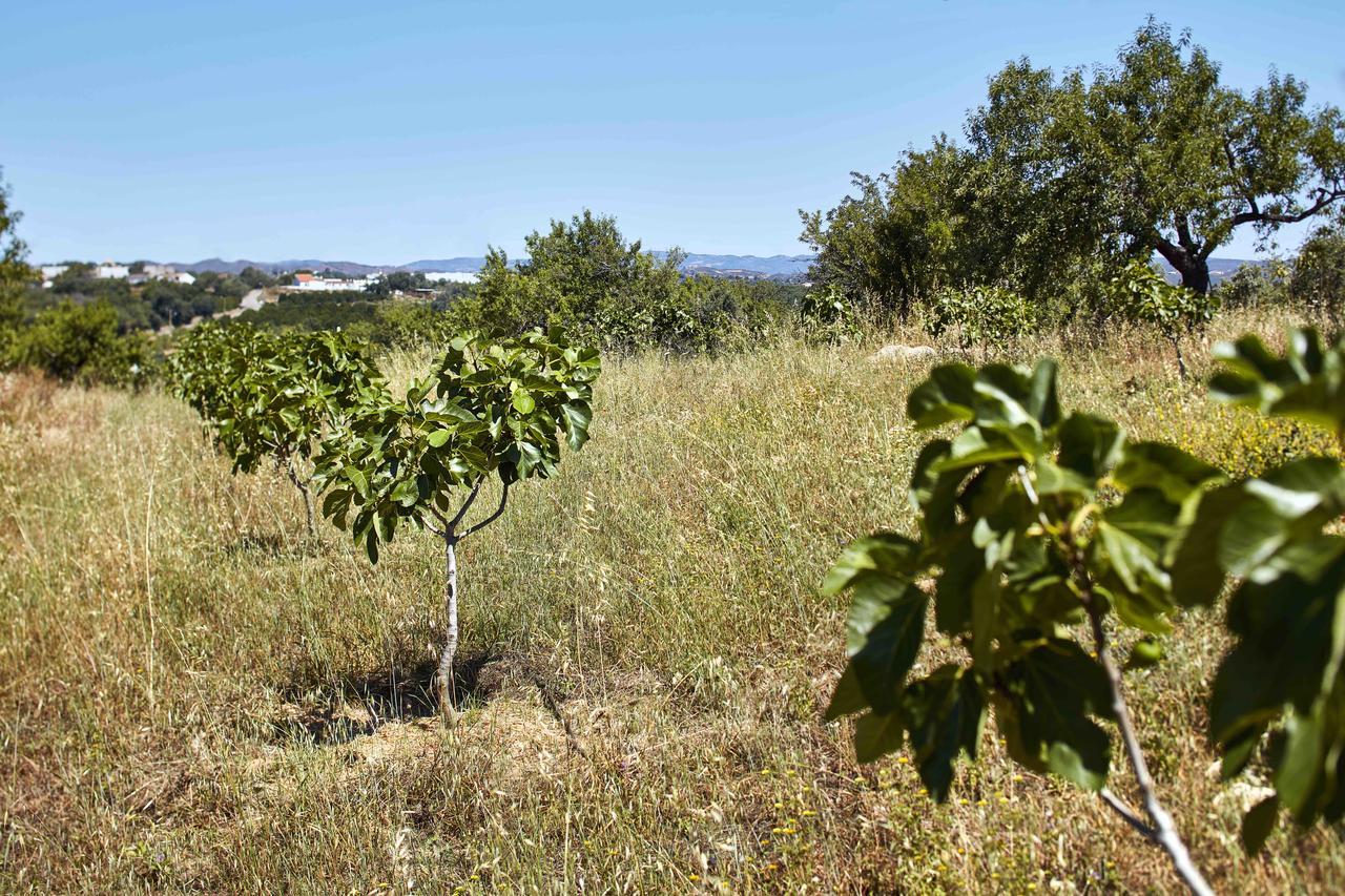 Monte Do Alamo - Turismo Rural Tavira Kültér fotó